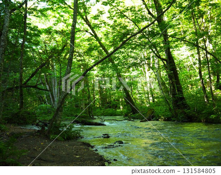 Oirase Gorge surrounded by fresh greenery Oirase Gorge surrounded by fresh greenery 131584805