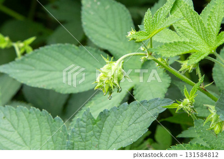 Kanamgura（一種引起秋季花粉症的植物）的雌花 131584812