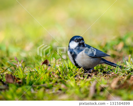 titmouse walking on the ground 131584899