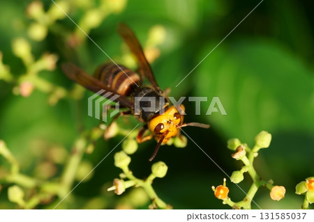 Wasps sucking nectar from nectar 131585037