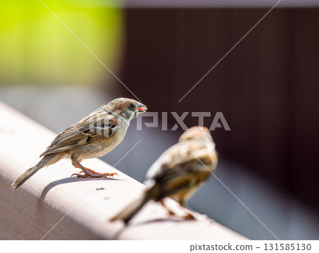 適合圍欄的麻雀 131585130