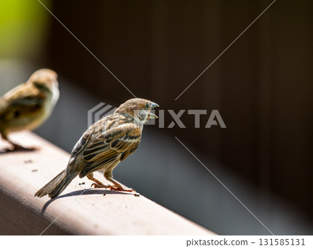 適合圍欄的麻雀 131585131