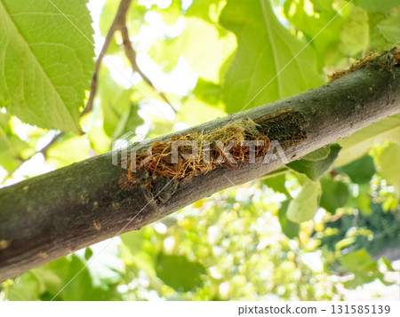 螳螂對蘋果樹的破壞 131585139