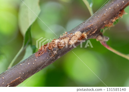 Mantis damage to an apple tree 131585140