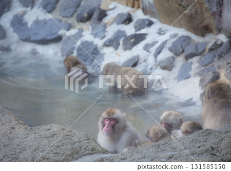 在溫泉的一隻猴子 131585150