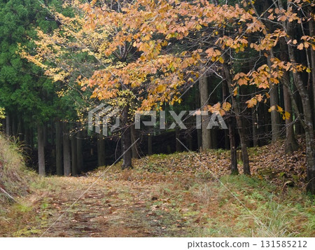 Autumn leaves and forest path 131585212