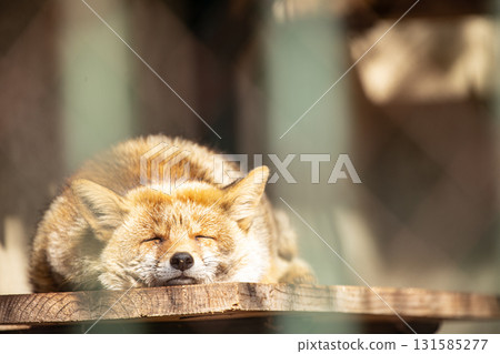 Kita狐狸小睡一會兒 Kita狐狸小睡一會兒 131585277