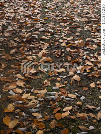 公園裡黃色的落葉 131585280