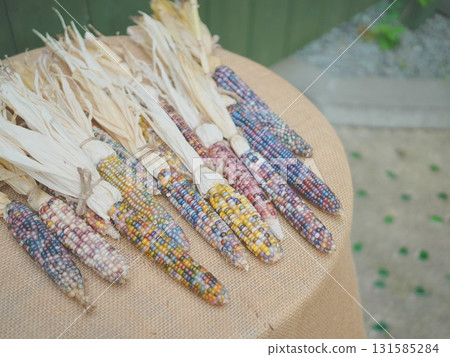 Rainbow Corn Colorful Corn 131585284