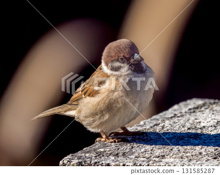 Sparrow perched on a stone 131585287