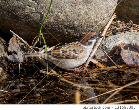 Sparrow walking on the ground 131585393