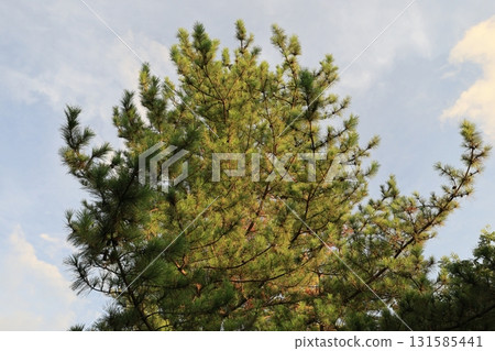 pine pine 131585441