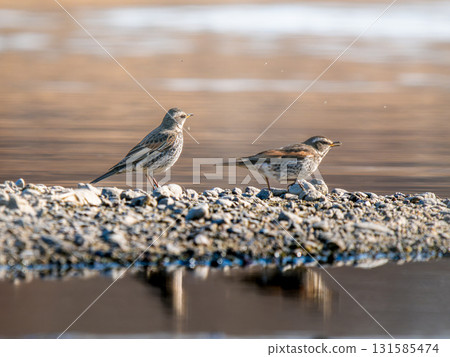 Waterside thrush 131585474