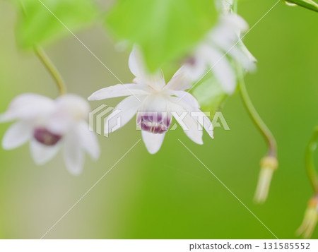 Takino Suzuran Hillside Park Forest Fairy Rengeshouma 131585552