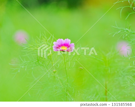 Beautiful Cosmos Airy Photo Beautiful Cosmos Airy Photo 131585568