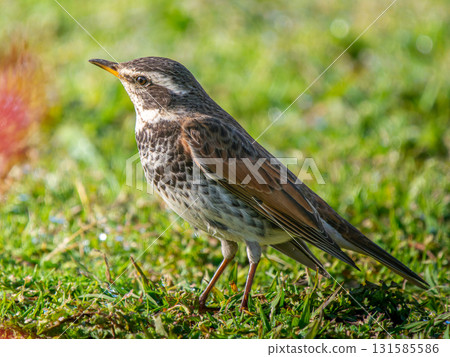 g在地上行走 131585586