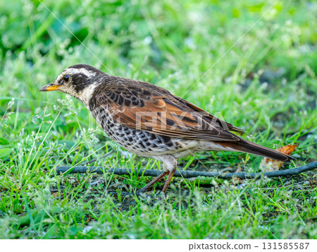 g在地上行走 131585587