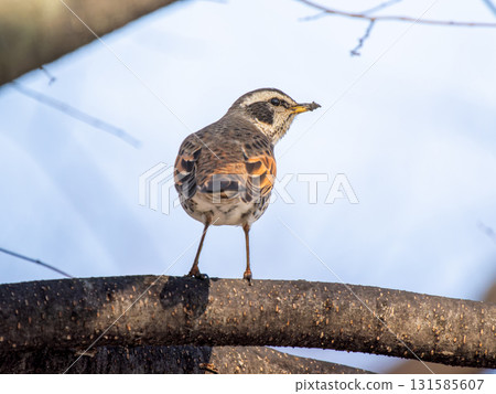 Thrush stuck in a branch 131585607