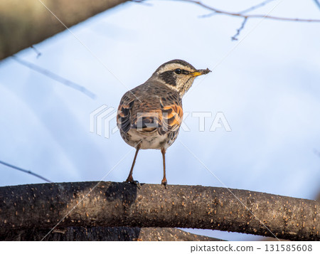 Thrush stuck in a branch 131585608