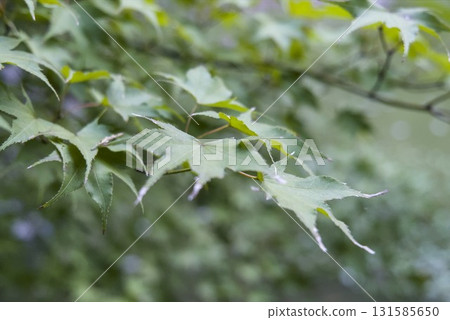 Fresh green maple leaves Fresh green maple leaves 131585650