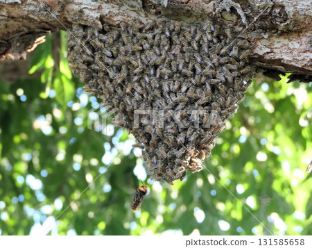 September: Out-of-season bee swarming 5. Asian giant hornet attack September: Out-of-season bee swarming 5. Asian giant hornet attack 131585658