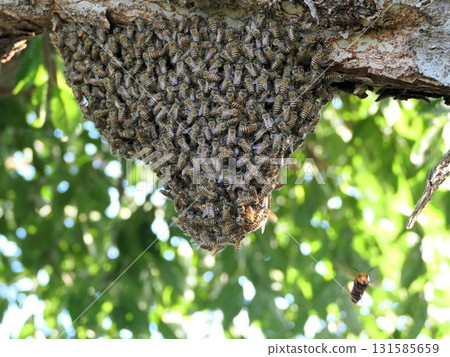 September: Out-of-season bee swarming 4: Asian giant hornet attack 131585659