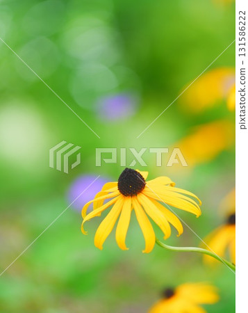 Rudbeckia and bokeh 131586222