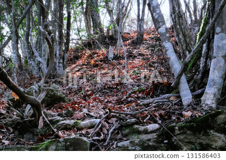 Coppice forest in autumn 131586403