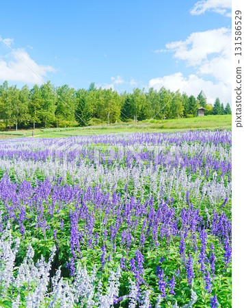 A spectacular view of Hokkaido's blue salvia flower fields A spectacular view of Hokkaido's blue salvia flower fields 131586529