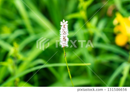 伊吹虎翼（Ibuki Tiger's Wing）在聖台群落生長。攀登南阿爾卑斯山的聖山。 131586656