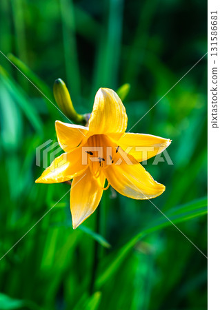 Daylilies (Nikko yellow sedges) and Zentika (Zen garden flowers) growing in clusters at Seihei. Climbing Mount Hijiri in the Southern Alps. Daylilies (Nikko yellow sedges) and Zentika (Zen garden flowers) growing in clusters at Seihei. Climbing Mount Hijiri in the Southern Alps. 131586681