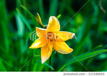 Daylilies (Nikko yellow sedges) and Zentika (Zen garden flowers) growing in clusters at Seihei. Climbing Mount Hijiri in the Southern Alps. 131586683