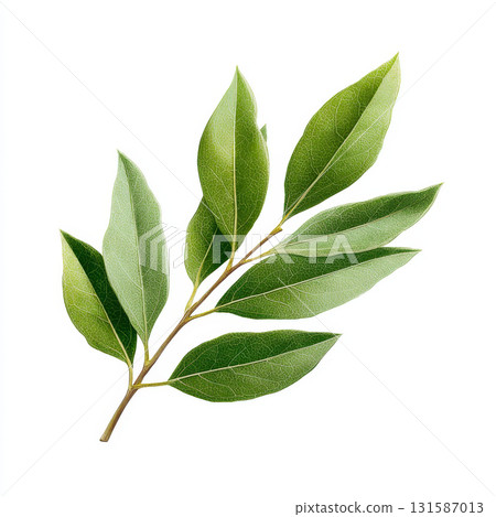 Bay leaf spice botanical illustration herb green plant leaf aromatic culinary Bay leaf spice botanical illustration with green herb leaves aromatic and culinary plant detailed and realistic 131587013