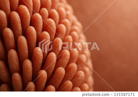 Macro shot of small intestine texture human digestive system structure, detailed closeup of villi, soft organic surface, healthy tissue, medical background 131587171