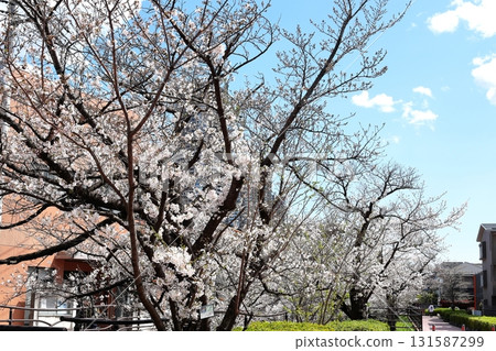 Cherry blossoms at Nigaryo Canal, Nakahara Ward, Kawasaki City 131587299