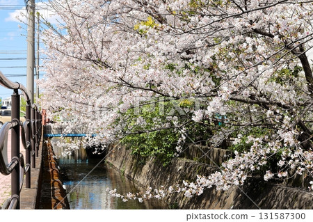 Cherry blossoms at Nigaryo Canal, Nakahara Ward, Kawasaki City 131587300
