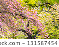 東京皇居地區 131587454
