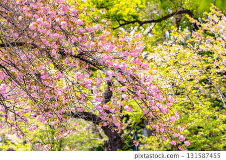 Tokyo Imperial Palace area Tokyo Imperial Palace area 131587455