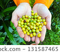 hands holding freshly harvested coffee cherries in yellow and green stages, symbolizing organic farming, agriculture, sustainability, and coffee production, handful of berries 131587465