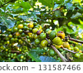 coffee cherries ripening on the branch with vibrant green and yellow colors, symbolizing organic farming, agriculture, tropical plants, and sustainable coffee production 131587466
