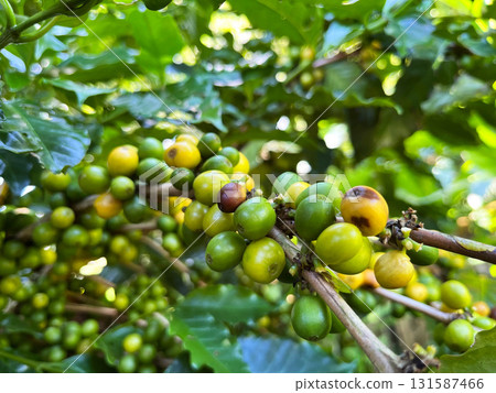 coffee cherries ripening on the branch with vibrant green and yellow colors, symbolizing organic farming, agriculture, tropical plants, and sustainable coffee production 131587466
