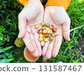 hands holding freshly harvested coffee cherries in yellow and green stages, symbolizing organic farming, agriculture, sustainability, and coffee production, handful of berries 131587467