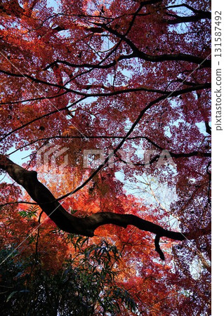 Deep autumn leaves Deep autumn leaves 131587492