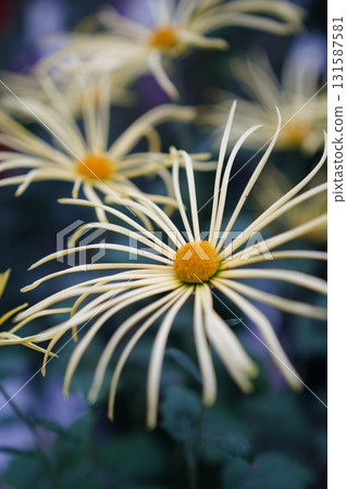 菊花展上展出的華麗大菊花 131587581