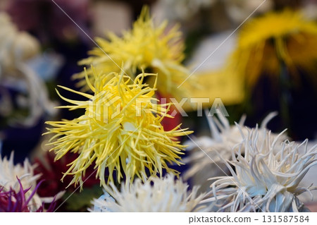 菊花展上展出的華麗大菊花 131587584