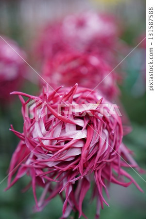 菊花展上展出的華麗大菊花 131587588