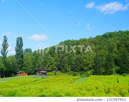 可愛的kochia 可愛的kochia 131587601