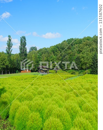 可愛的kochia 131587602