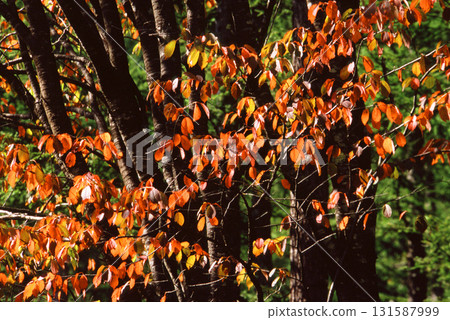 秋葉櫻花 131587999