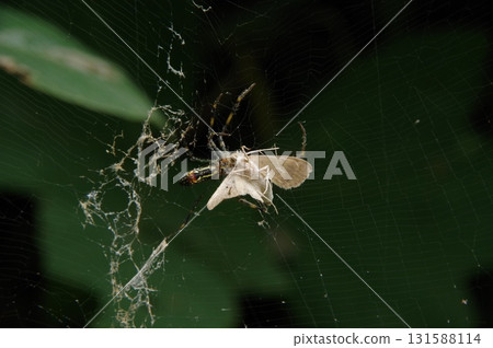 A Joro spider catching a moth A Joro spider catching a moth 131588114